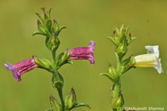 Centranthera cochinchinensis var. nepalensis